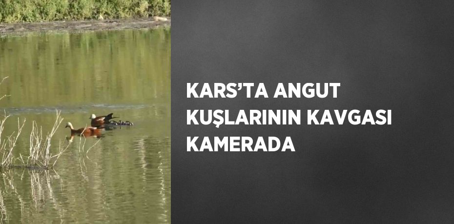 KARS’TA ANGUT KUŞLARININ KAVGASI KAMERADA