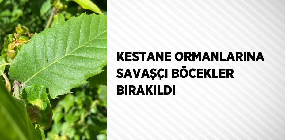 KESTANE ORMANLARINA SAVAŞÇI BÖCEKLER BIRAKILDI