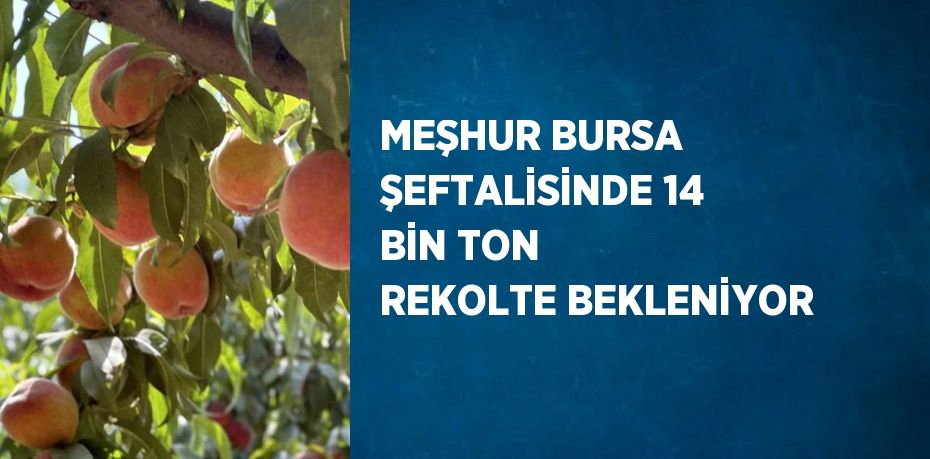 MEŞHUR BURSA ŞEFTALİSİNDE 14 BİN TON REKOLTE BEKLENİYOR