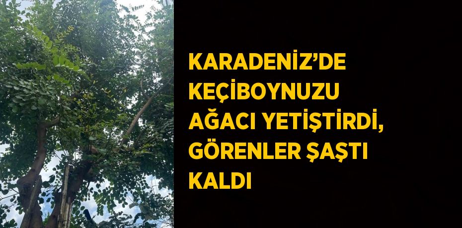 KARADENİZ’DE KEÇİBOYNUZU AĞACI YETİŞTİRDİ, GÖRENLER ŞAŞTI KALDI