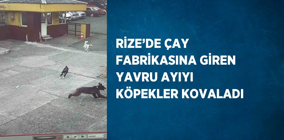 RİZE’DE ÇAY FABRİKASINA GİREN YAVRU AYIYI KÖPEKLER KOVALADI