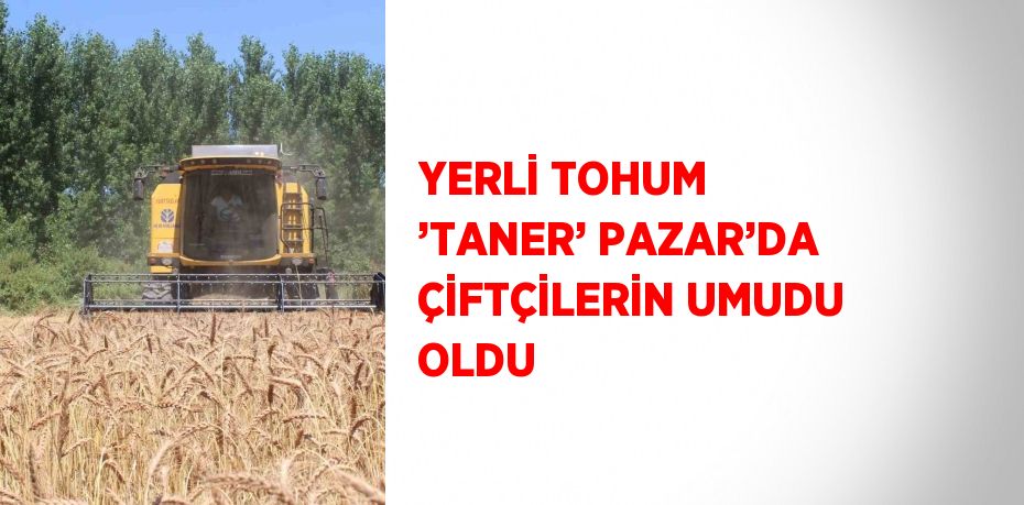 YERLİ TOHUM ’TANER’ PAZAR’DA ÇİFTÇİLERİN UMUDU OLDU