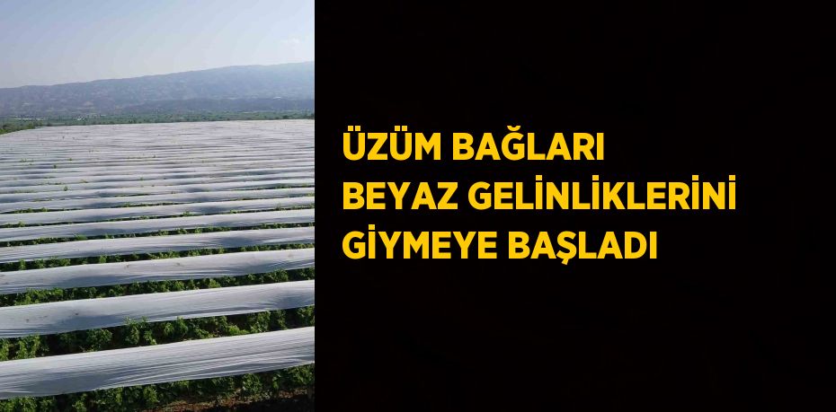 ÜZÜM BAĞLARI BEYAZ GELİNLİKLERİNİ GİYMEYE BAŞLADI