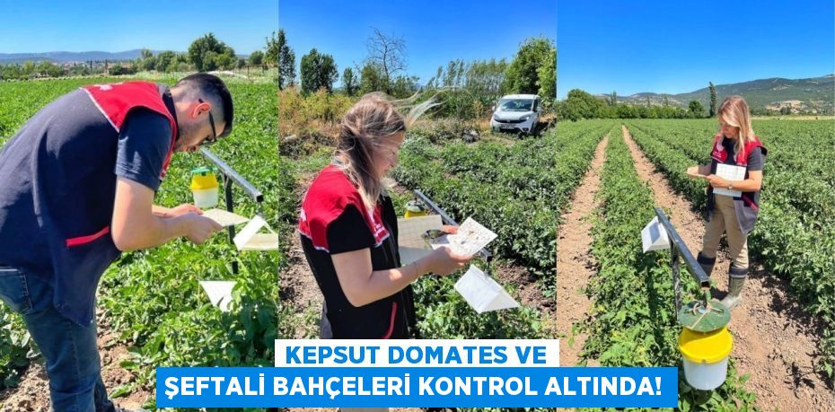 Kepsut Domates ve Şeftali Bahçeleri Kontrol Altında!