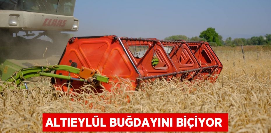 ALTIEYLÜL BUĞDAYINI BİÇİYOR