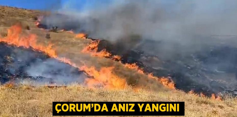 ÇORUM’DA ANIZ YANGINI