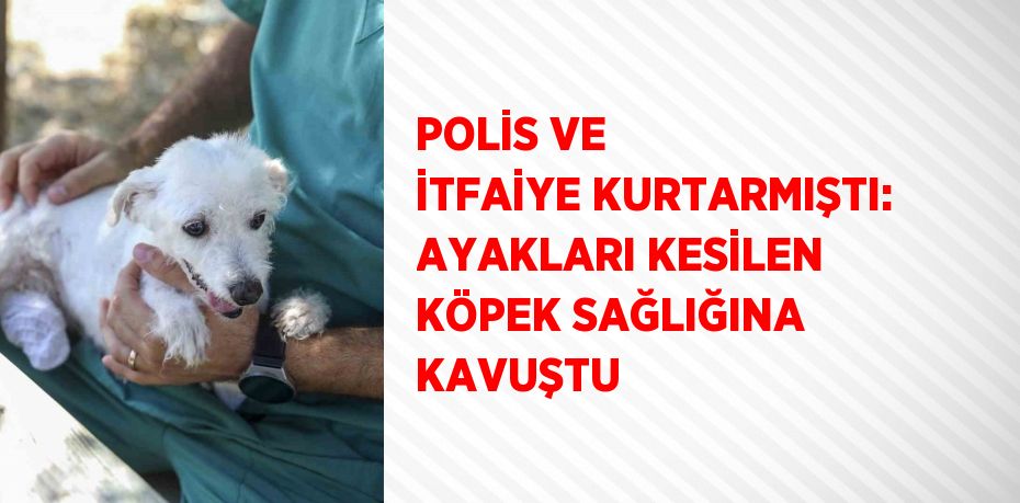 POLİS VE İTFAİYE KURTARMIŞTI: AYAKLARI KESİLEN KÖPEK SAĞLIĞINA KAVUŞTU