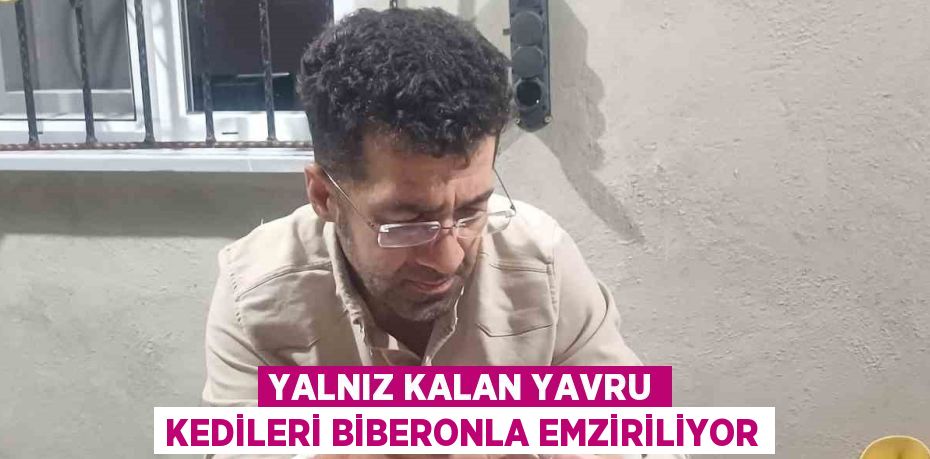 YALNIZ KALAN YAVRU KEDİLERİ BİBERONLA EMZİRİLİYOR