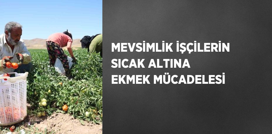 MEVSİMLİK İŞÇİLERİN SICAK ALTINA EKMEK MÜCADELESİ