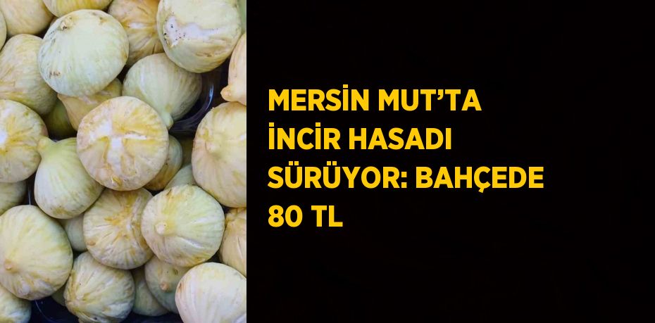 MERSİN MUT’TA İNCİR HASADI SÜRÜYOR: BAHÇEDE 80 TL