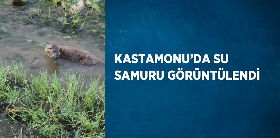 KASTAMONU’DA SU SAMURU GÖRÜNTÜLENDİ