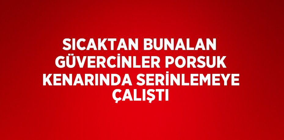 SICAKTAN BUNALAN GÜVERCİNLER PORSUK KENARINDA SERİNLEMEYE ÇALIŞTI