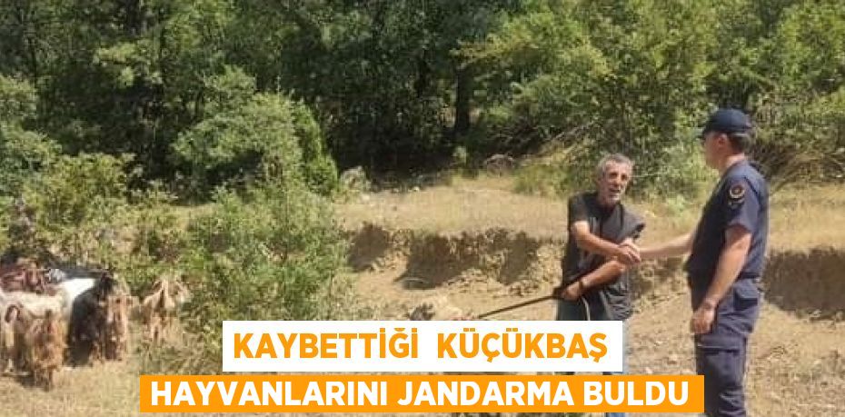 KAYBETTİĞİ  KÜÇÜKBAŞ HAYVANLARINI JANDARMA BULDU