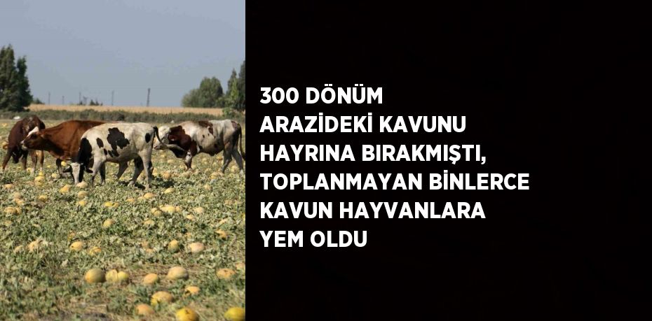 300 DÖNÜM ARAZİDEKİ KAVUNU HAYRINA BIRAKMIŞTI, TOPLANMAYAN BİNLERCE KAVUN HAYVANLARA YEM OLDU