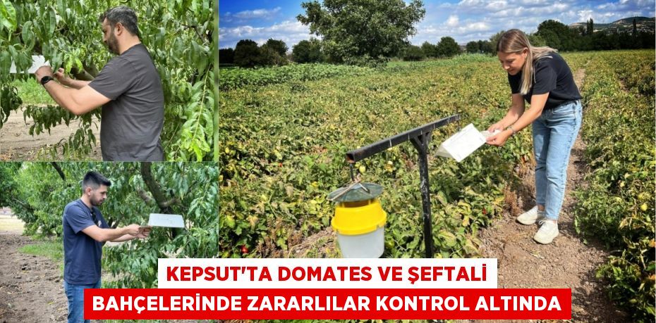 Kepsut'ta Domates ve Şeftali Bahçelerinde Zararlılar Kontrol Altında