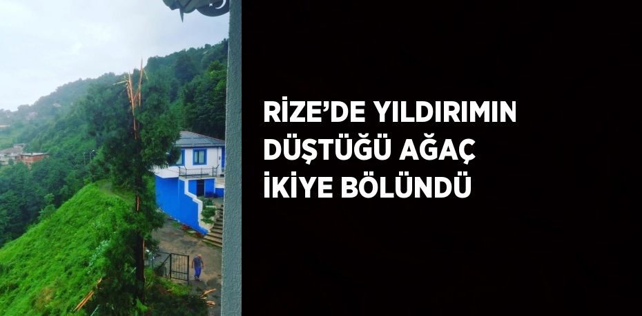 RİZE’DE YILDIRIMIN DÜŞTÜĞÜ AĞAÇ İKİYE BÖLÜNDÜ