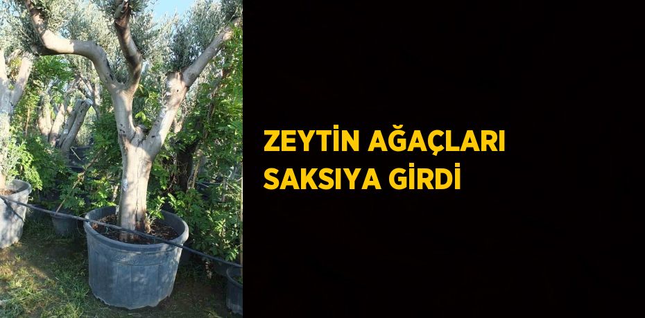 ZEYTİN AĞAÇLARI SAKSIYA GİRDİ