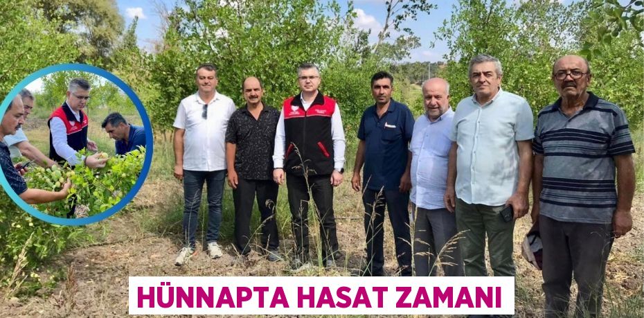 HÜNNAPTA HASAT ZAMANI