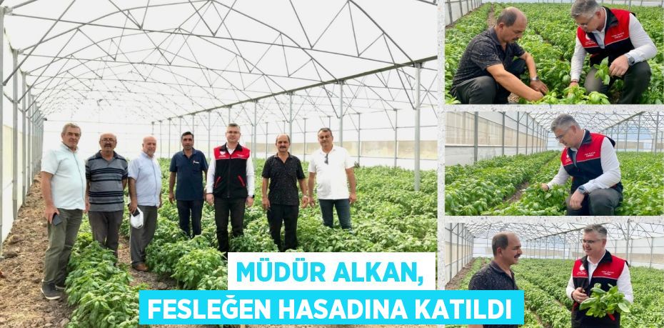 MÜDÜR ALKAN, FESLEĞEN HASADINA KATILDI