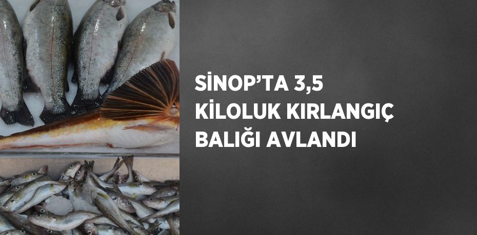 SİNOP’TA 3,5 KİLOLUK KIRLANGIÇ BALIĞI AVLANDI