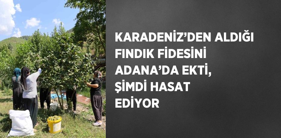 KARADENİZ’DEN ALDIĞI FINDIK FİDESİNİ ADANA’DA EKTİ, ŞİMDİ HASAT EDİYOR