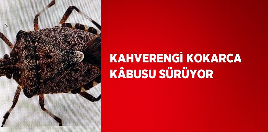 KAHVERENGİ KOKARCA KÂBUSU SÜRÜYOR