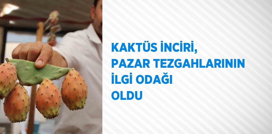 KAKTÜS İNCİRİ, PAZAR TEZGAHLARININ İLGİ ODAĞI OLDU