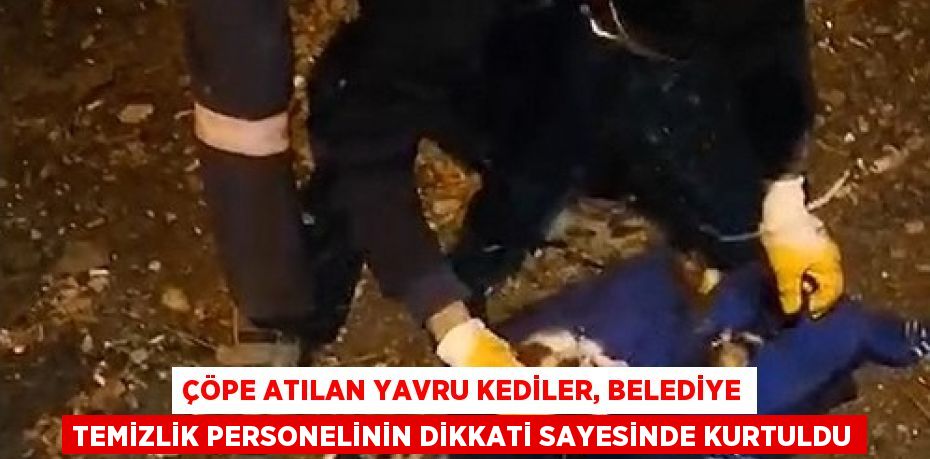 ÇÖPE ATILAN YAVRU KEDİLER, BELEDİYE TEMİZLİK PERSONELİNİN DİKKATİ SAYESİNDE KURTULDU