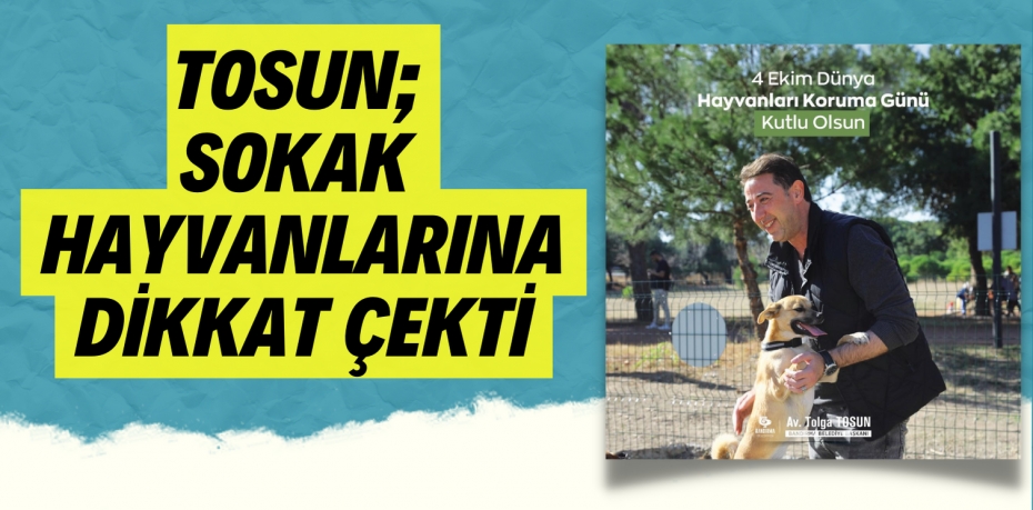 TOSUN; SOKAK HAYVANLARINA DİKKAT ÇEKTİ