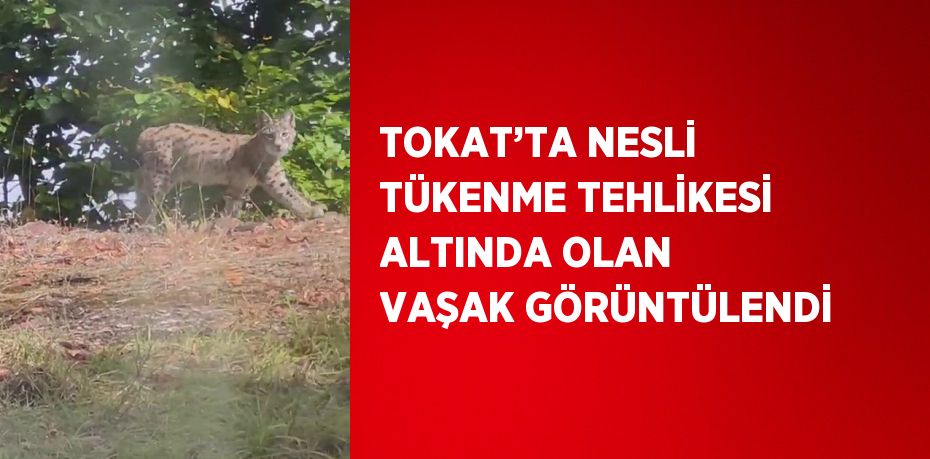 TOKAT’TA NESLİ TÜKENME TEHLİKESİ ALTINDA OLAN VAŞAK GÖRÜNTÜLENDİ