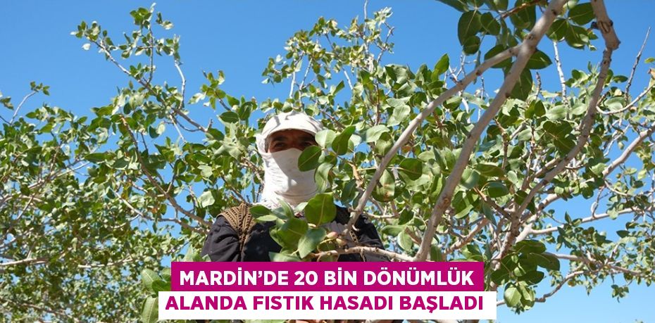 MARDİN’DE 20 BİN DÖNÜMLÜK ALANDA FISTIK HASADI BAŞLADI