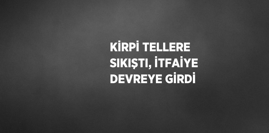 KİRPİ TELLERE SIKIŞTI, İTFAİYE DEVREYE GİRDİ