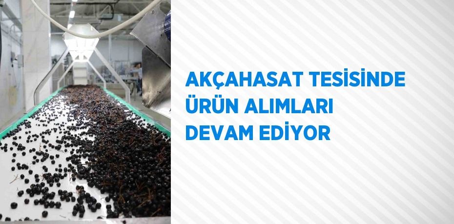 AKÇAHASAT TESİSİNDE ÜRÜN ALIMLARI DEVAM EDİYOR