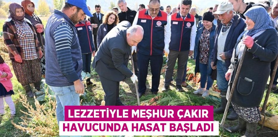 LEZZETİYLE MEŞHUR ÇAKIR HAVUCUNDA HASAT BAŞLADI