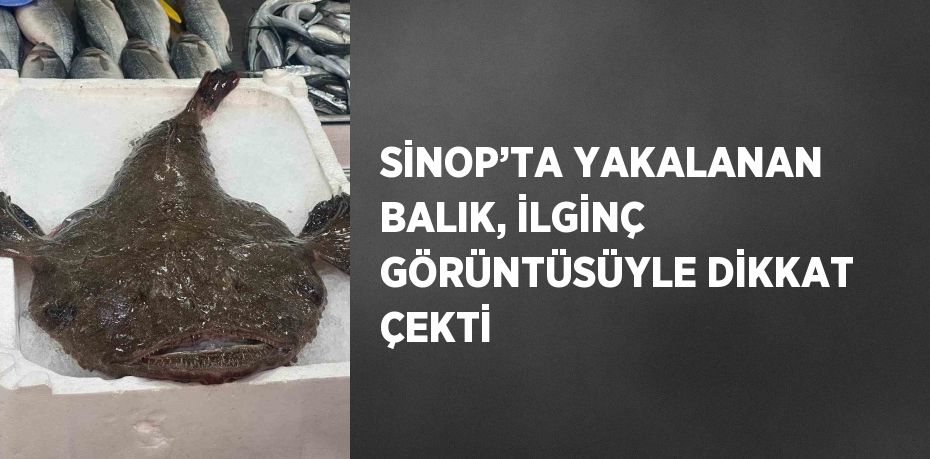 SİNOP’TA YAKALANAN BALIK, İLGİNÇ GÖRÜNTÜSÜYLE DİKKAT ÇEKTİ