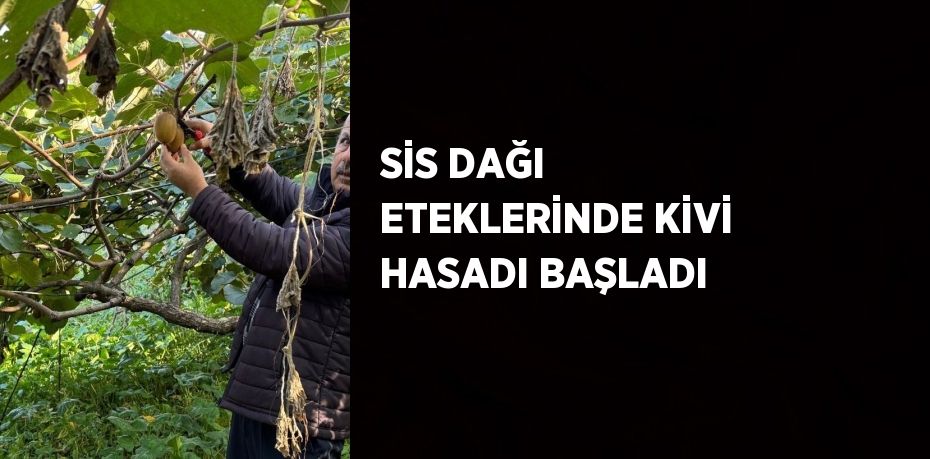 SİS DAĞI ETEKLERİNDE KİVİ HASADI BAŞLADI