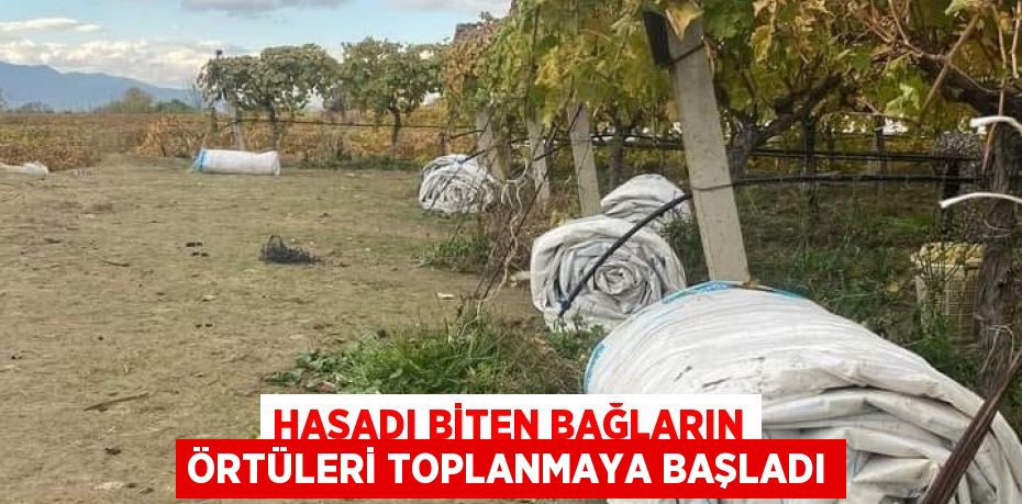 HASADI BİTEN BAĞLARIN ÖRTÜLERİ TOPLANMAYA BAŞLADI