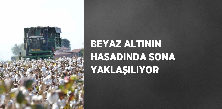 BEYAZ ALTININ HASADINDA SONA YAKLAŞILIYOR