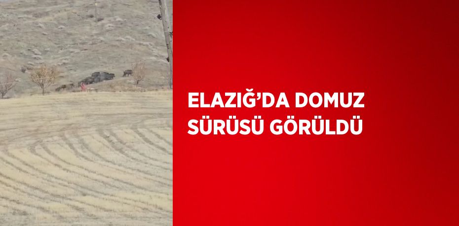 ELAZIĞ’DA DOMUZ SÜRÜSÜ GÖRÜLDÜ