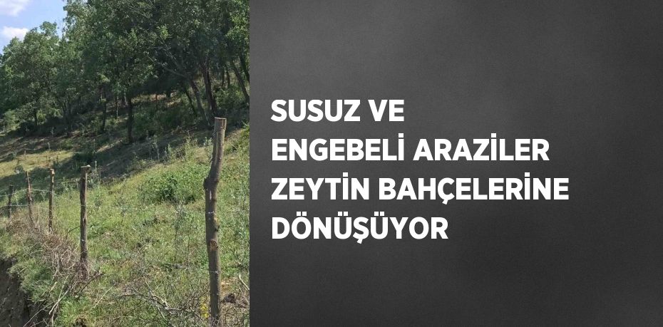 SUSUZ VE ENGEBELİ ARAZİLER ZEYTİN BAHÇELERİNE DÖNÜŞÜYOR