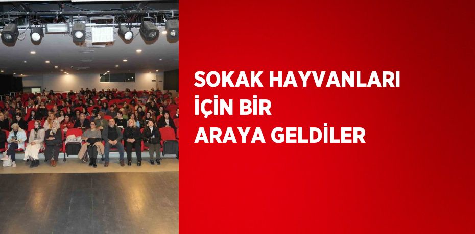 SOKAK HAYVANLARI İÇİN BİR ARAYA GELDİLER