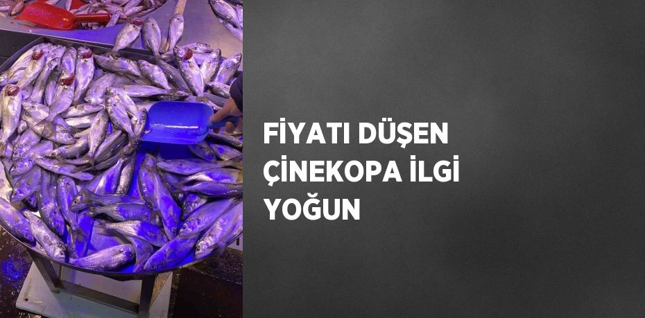 FİYATI DÜŞEN ÇİNEKOPA İLGİ YOĞUN