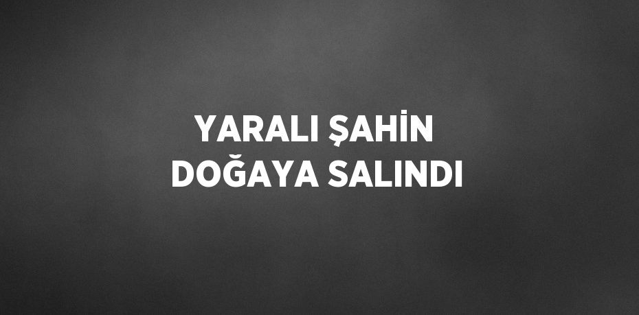 YARALI ŞAHİN DOĞAYA SALINDI