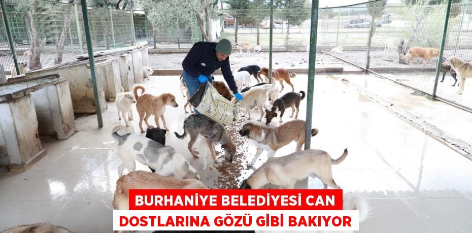 BURHANİYE BELEDİYESİ CAN DOSTLARINA GÖZÜ GİBİ BAKIYOR