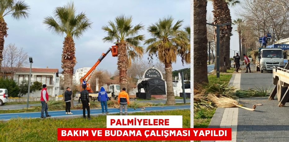 PALMİYELERE     BAKIM VE BUDAMA ÇALIŞMASI YAPILDI