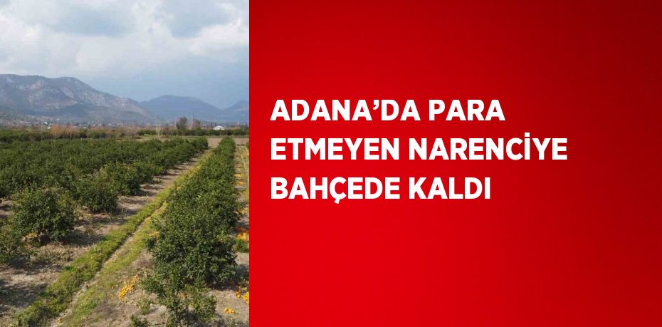 ADANA’DA PARA ETMEYEN NARENCİYE BAHÇEDE KALDI