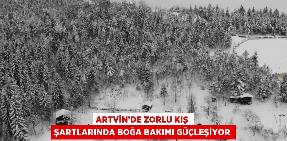 ARTVİN’DE ZORLU KIŞ ŞARTLARINDA BOĞA BAKIMI GÜÇLEŞİYOR