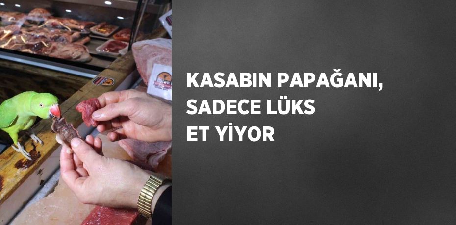KASABIN PAPAĞANI, SADECE LÜKS ET YİYOR