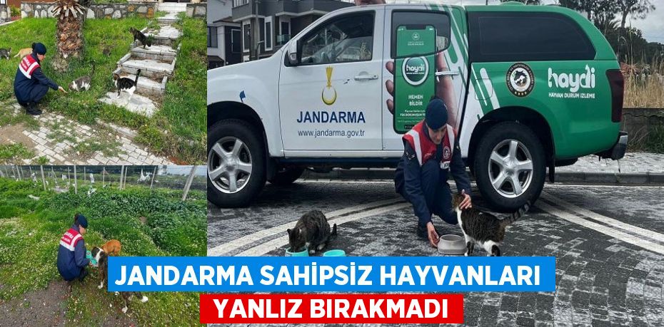 JANDARMA SAHİPSİZ HAYVANLARI  YANLIZ BIRAKMADI