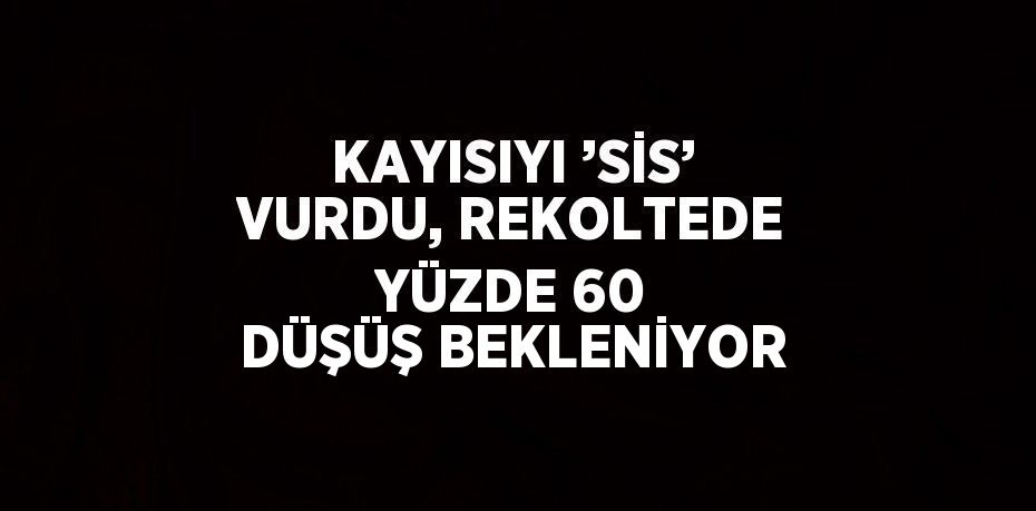 KAYISIYI ’SİS’ VURDU, REKOLTEDE YÜZDE 60 DÜŞÜŞ BEKLENİYOR